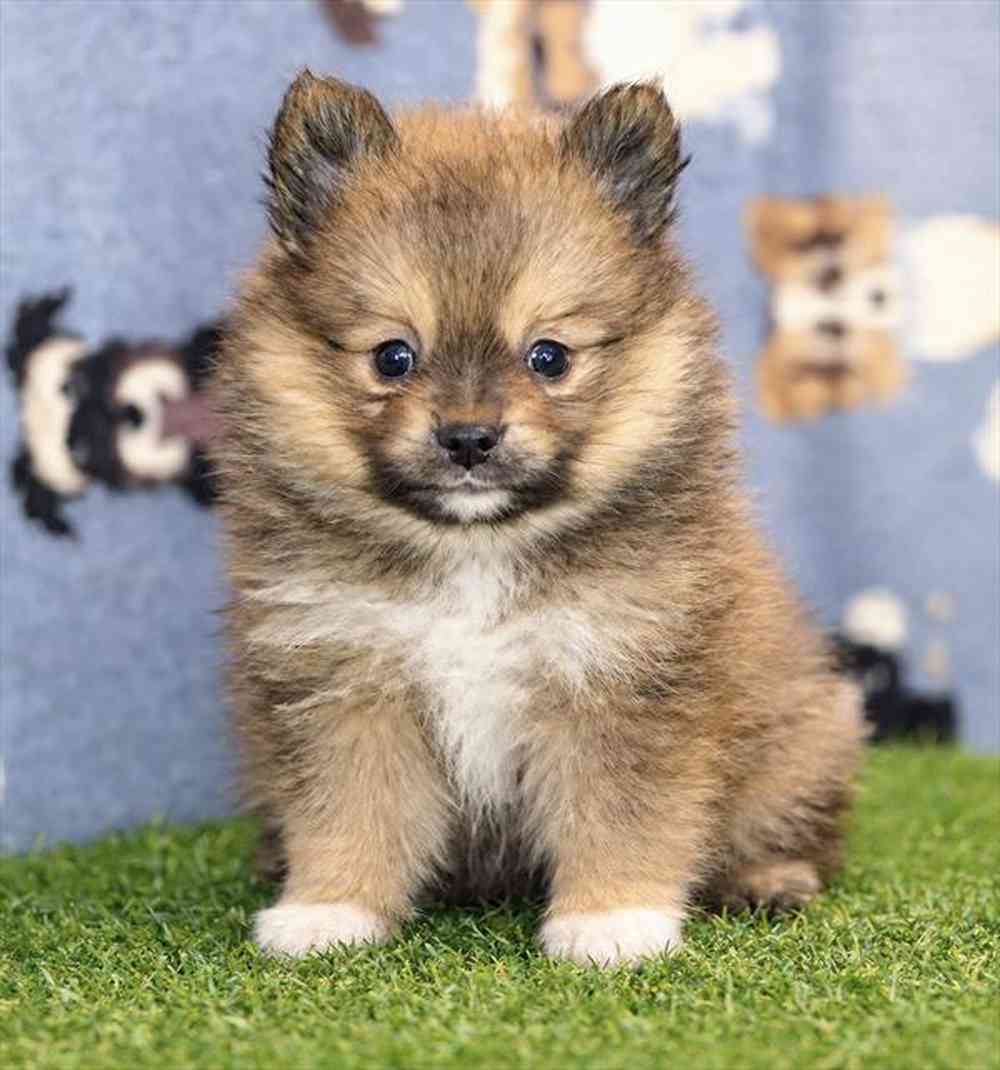 carousel pet images