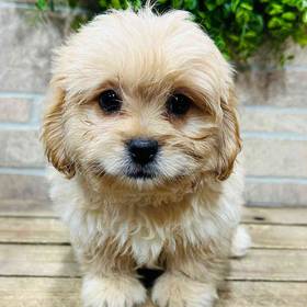 Peke-a-poo