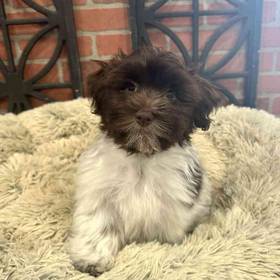 Havanese