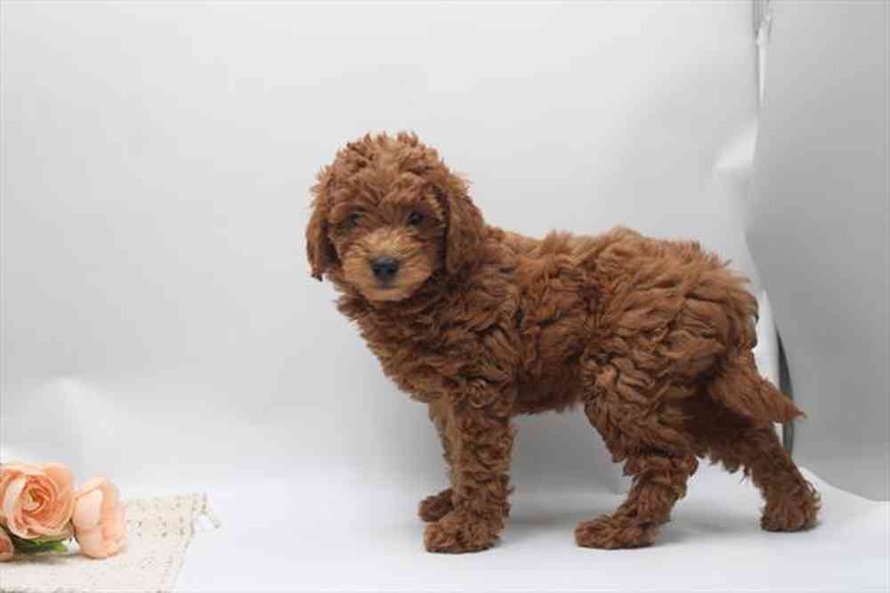 carousel pet images