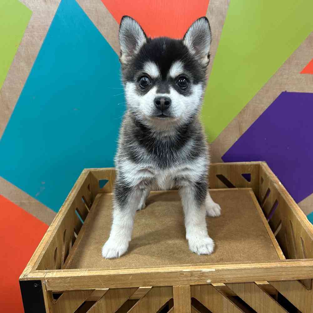 carousel pet images