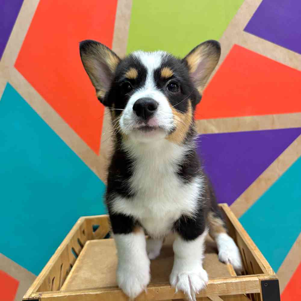 carousel pet images
