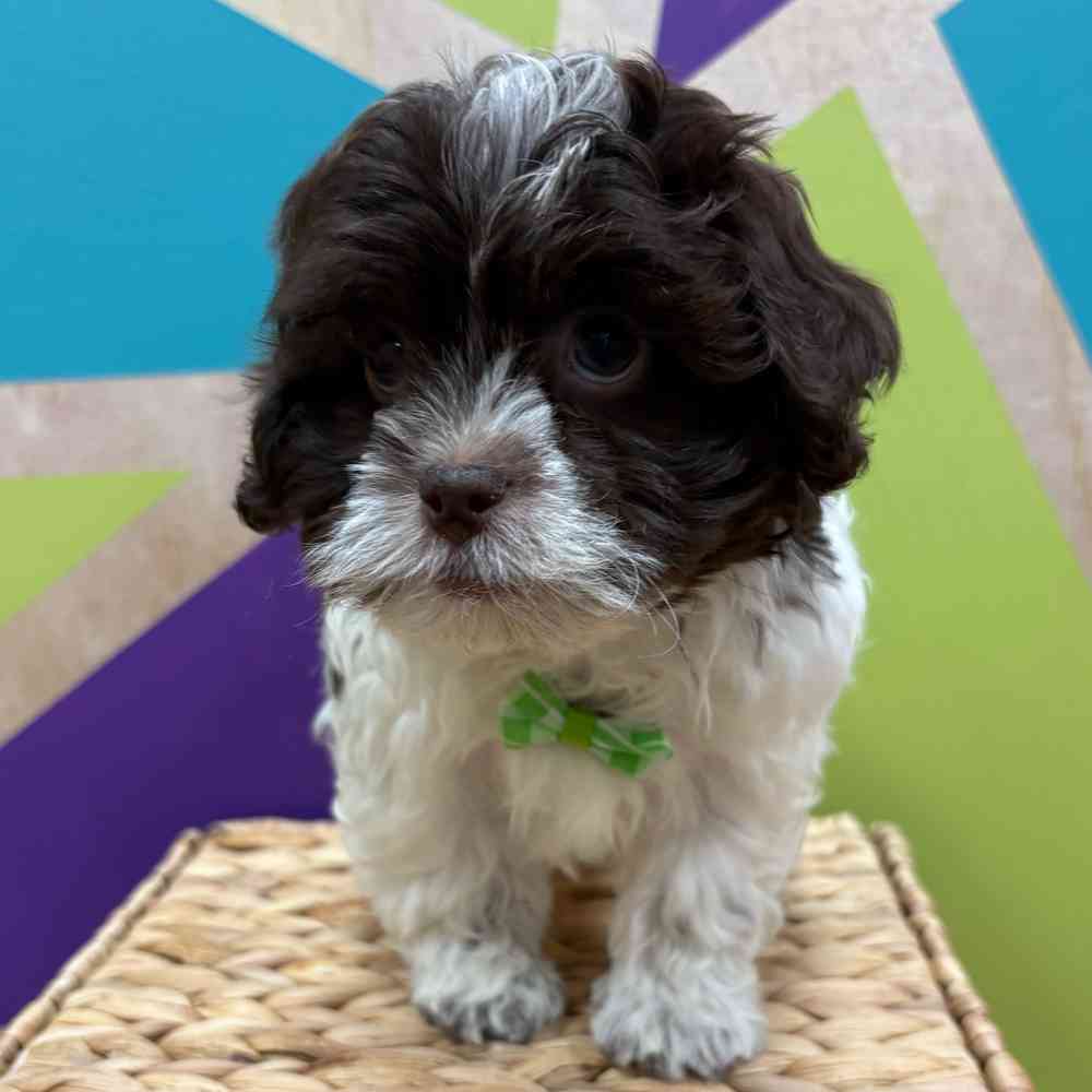 carousel pet images