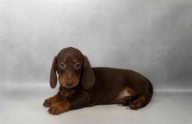 Dachshund