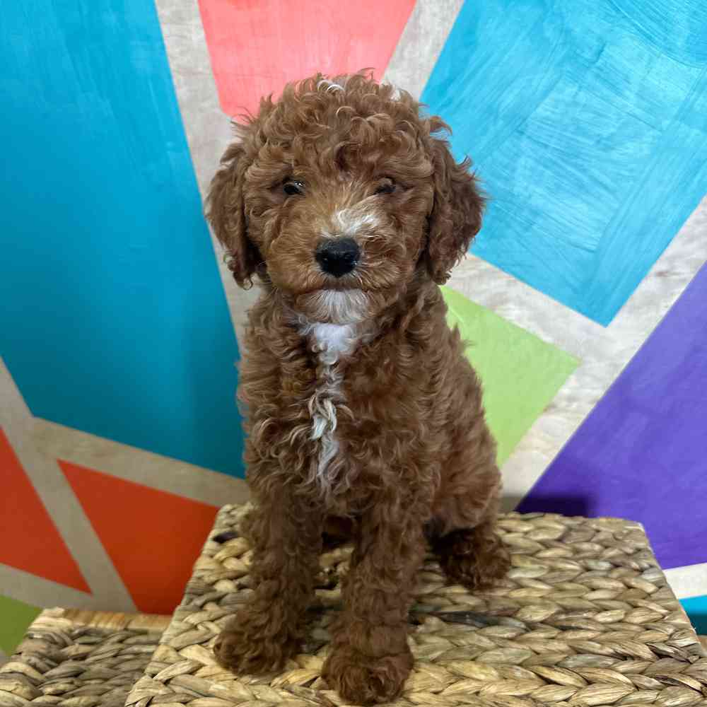 Image of a pet breed in the gallery