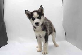 Siberian Husky