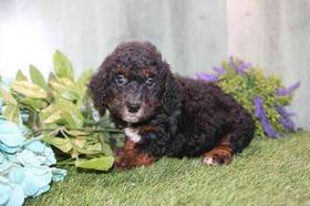 Moyen Poodle