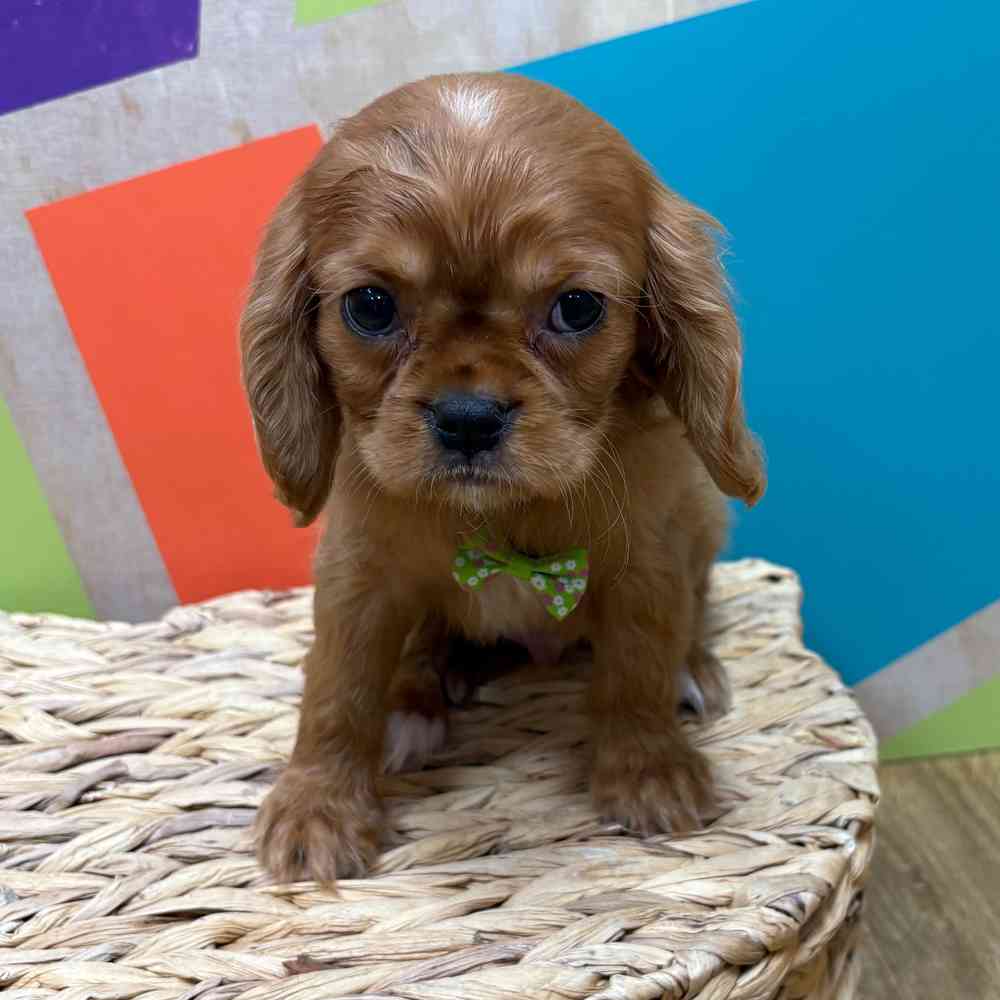 carousel pet images