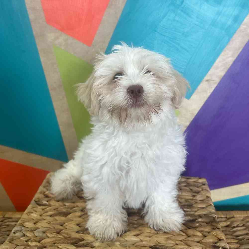 carousel pet images