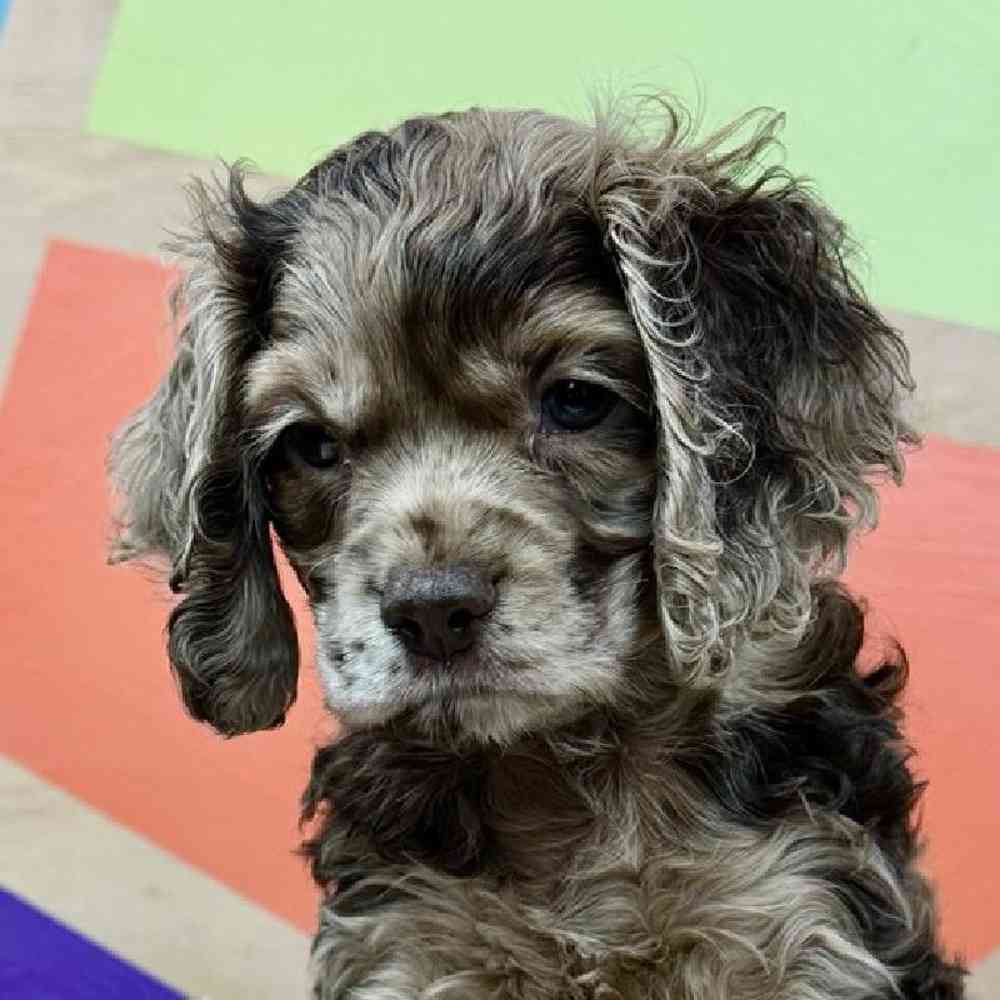 carousel pet images