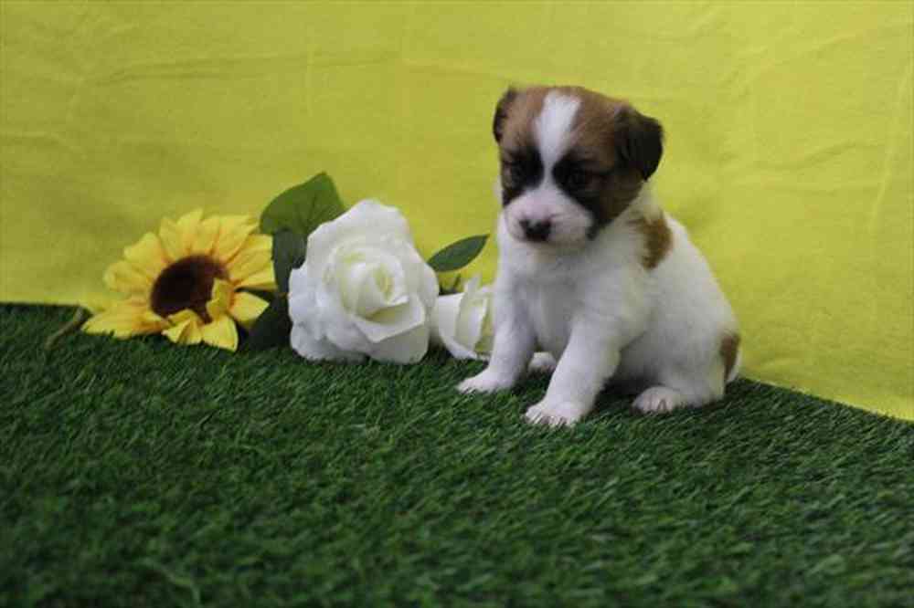 carousel pet images