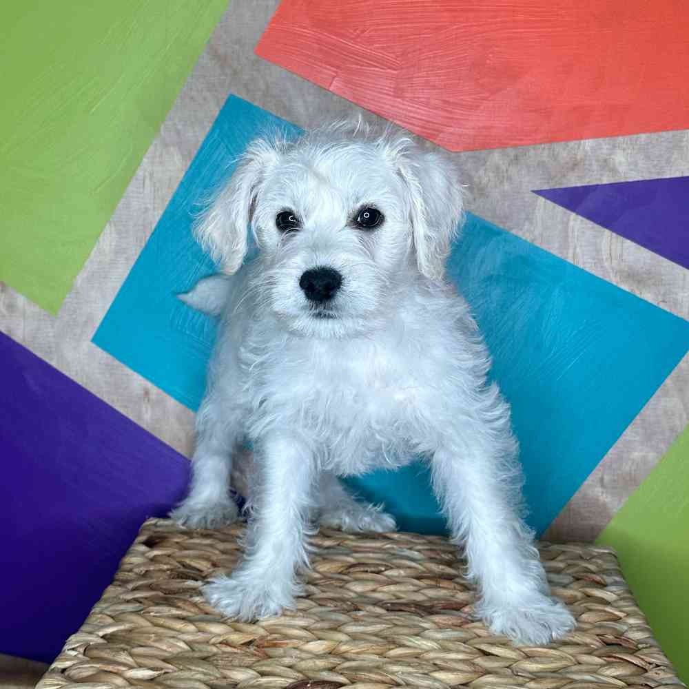 Image of a pet breed in the gallery