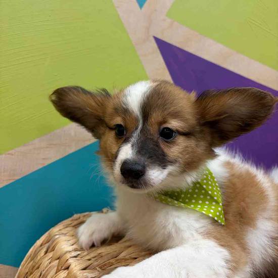 Butters