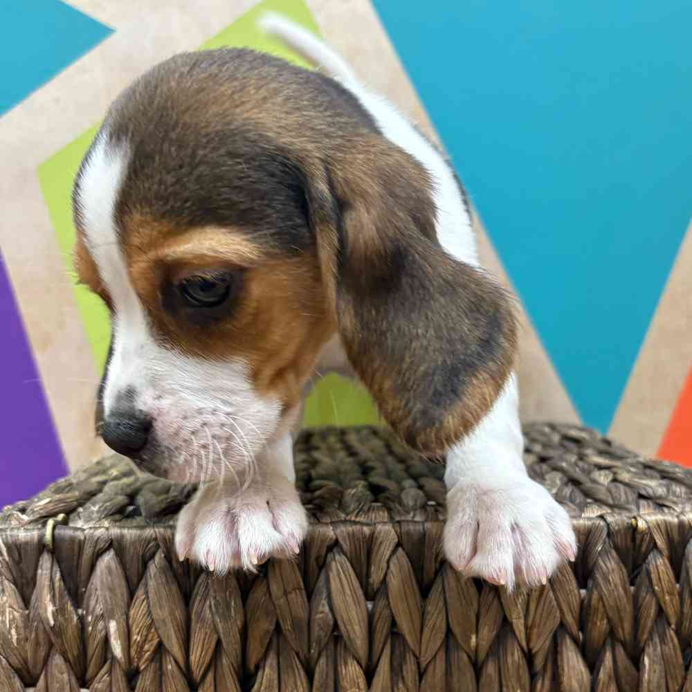 carousel pet images