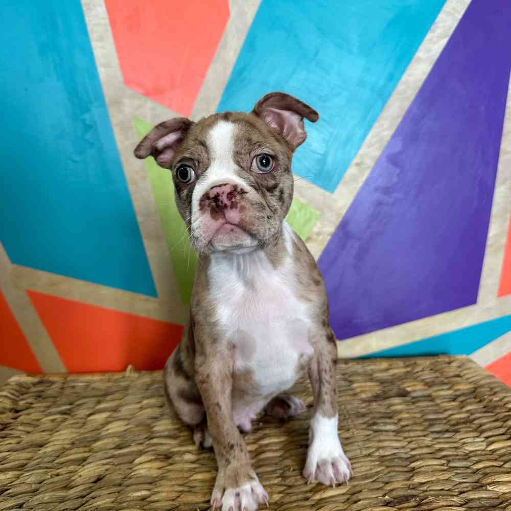 carousel pet images