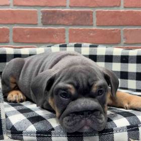 English Bulldog