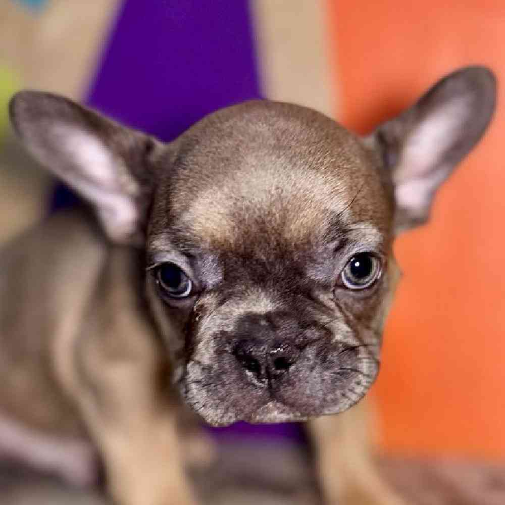 pet breed image