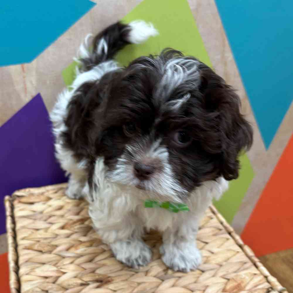 carousel pet images