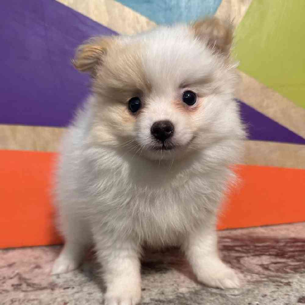 pet breed image