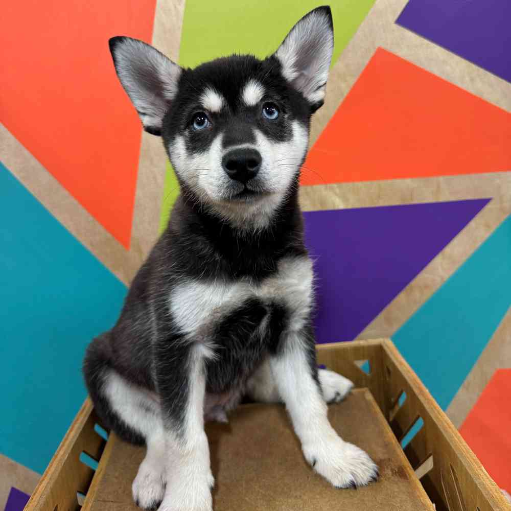 carousel pet images