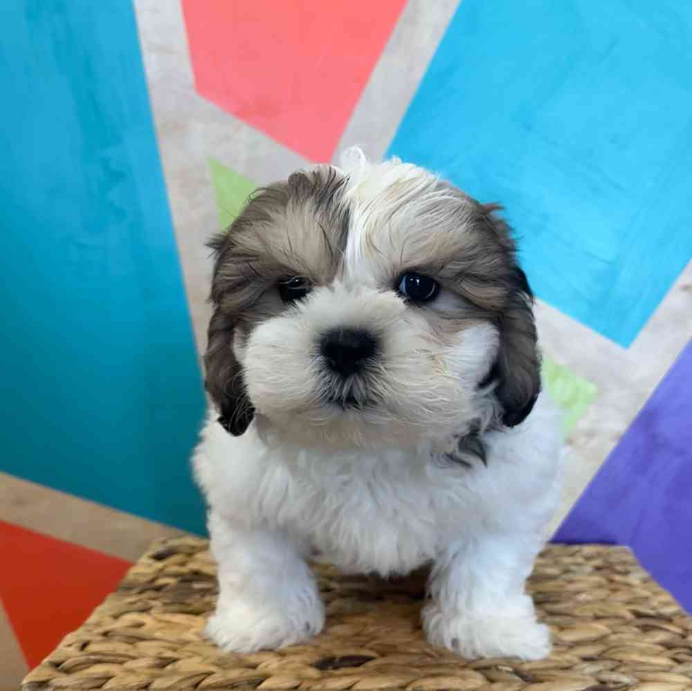 carousel pet images