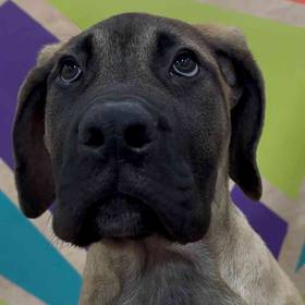 English Mastiff