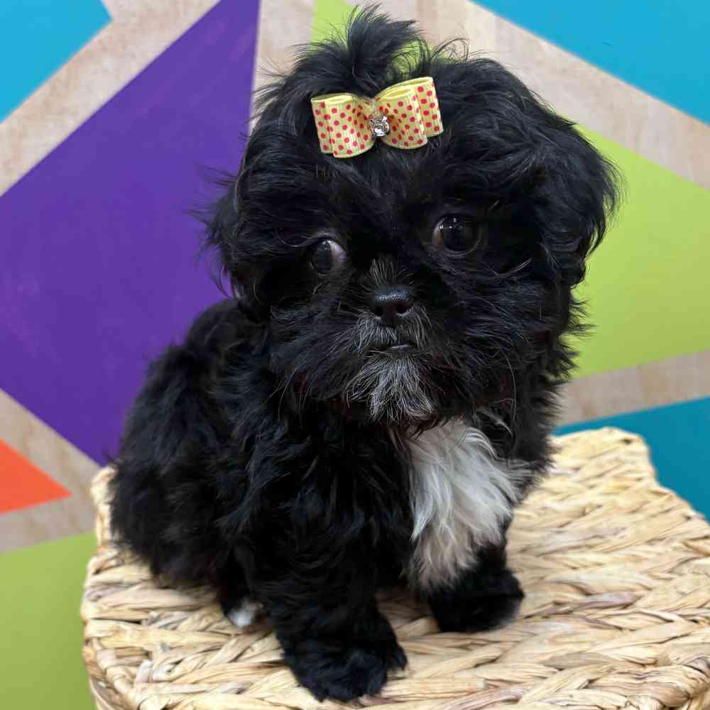 carousel pet images