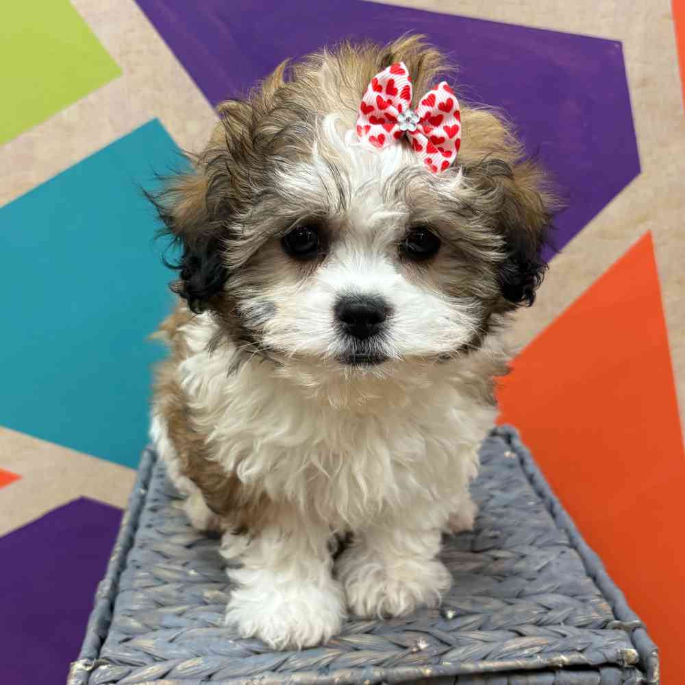 carousel pet images