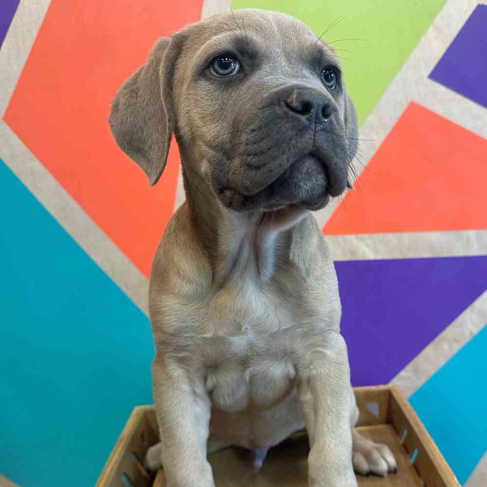 carousel pet images