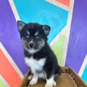 Pomsky
