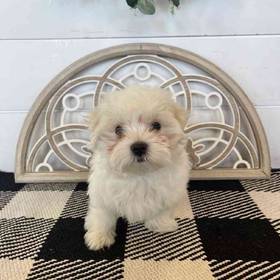 Maltese
