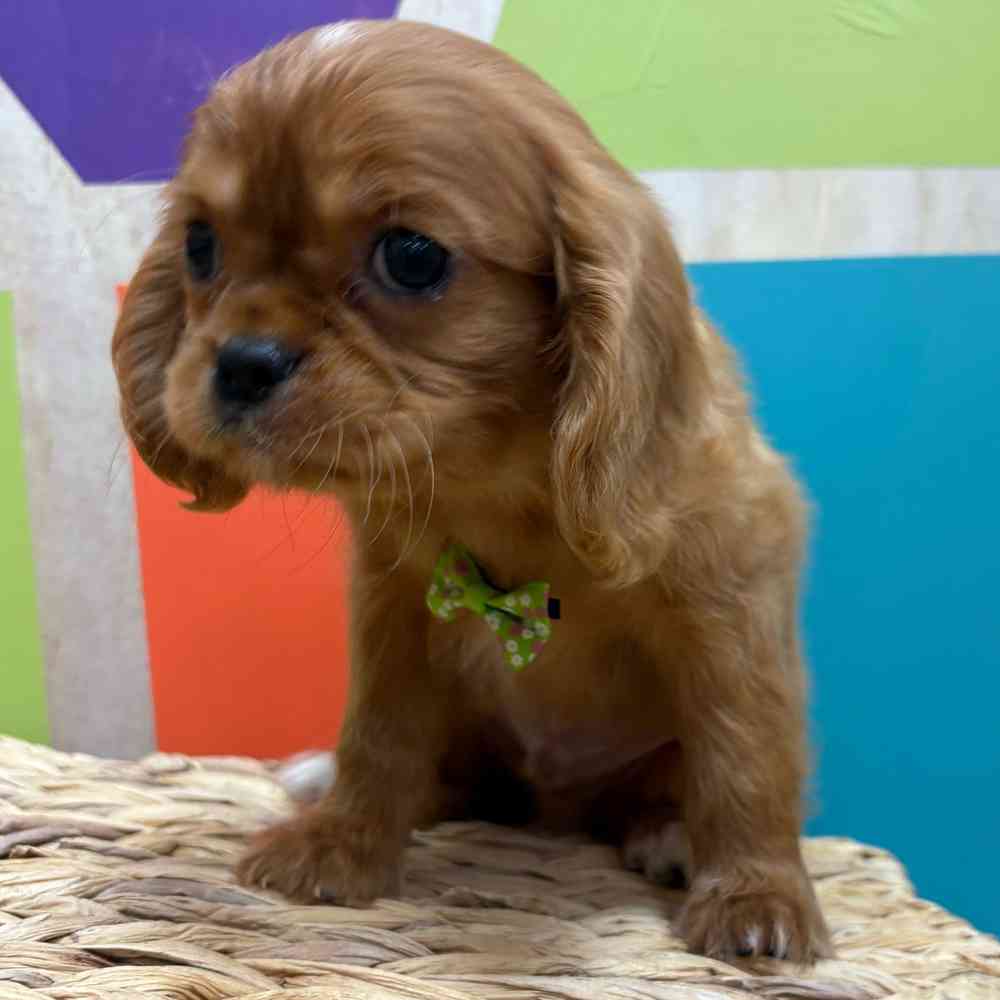 carousel pet images