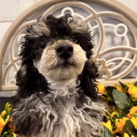 Mini Poodle