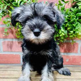 Mini Schnauzer