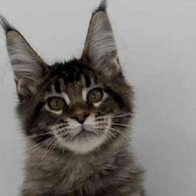 Maine Coon
