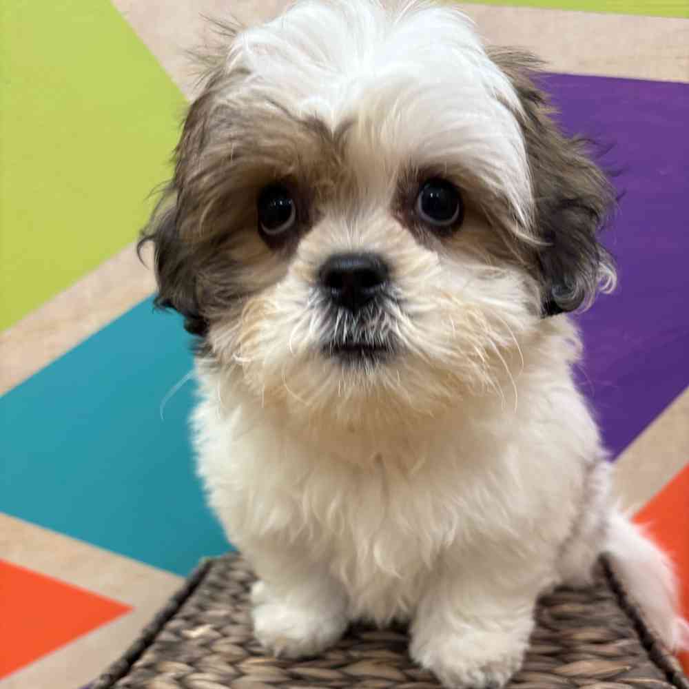 carousel pet images