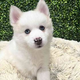 Pomsky