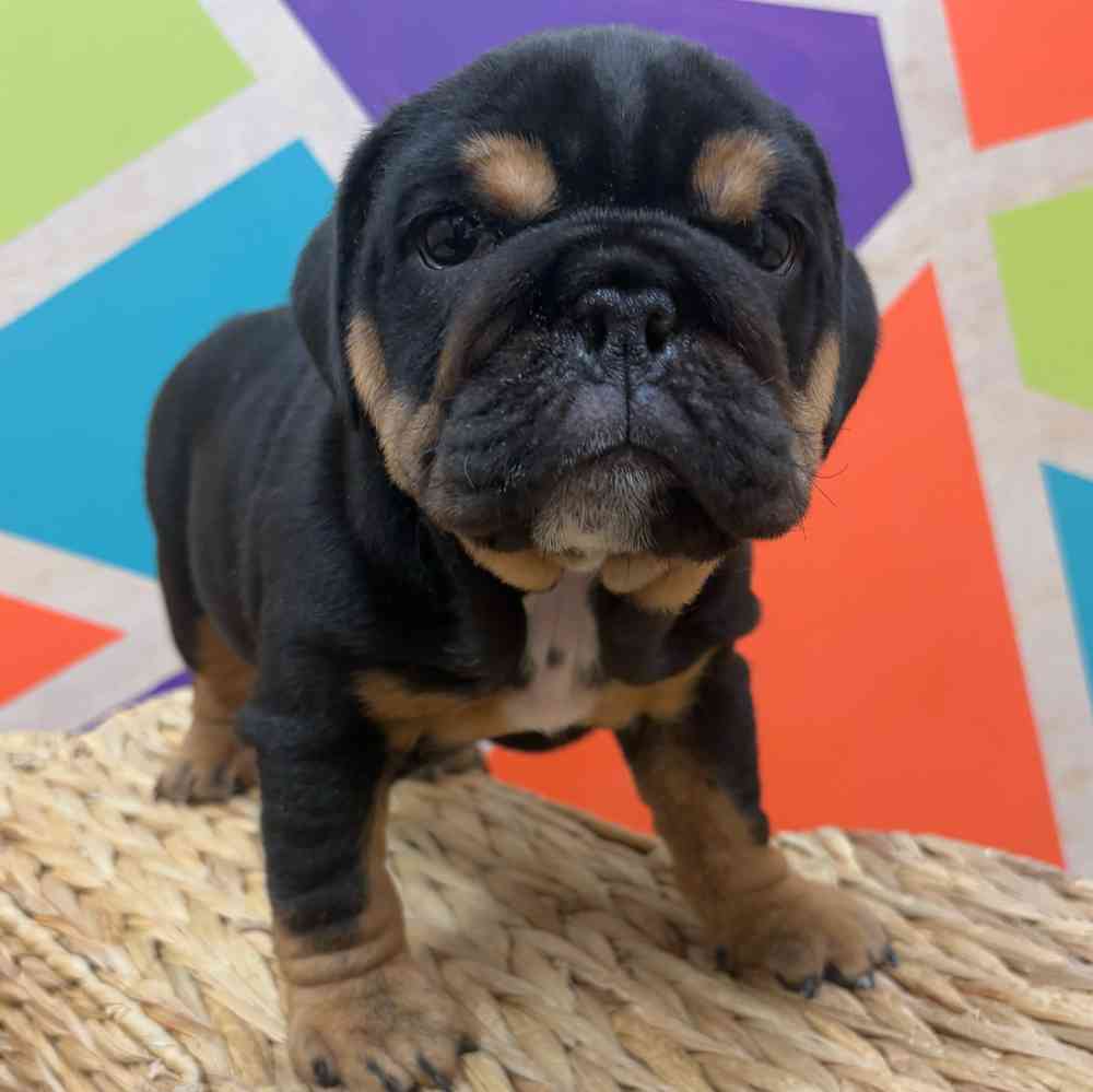 carousel pet images