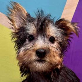 Silky Terrier