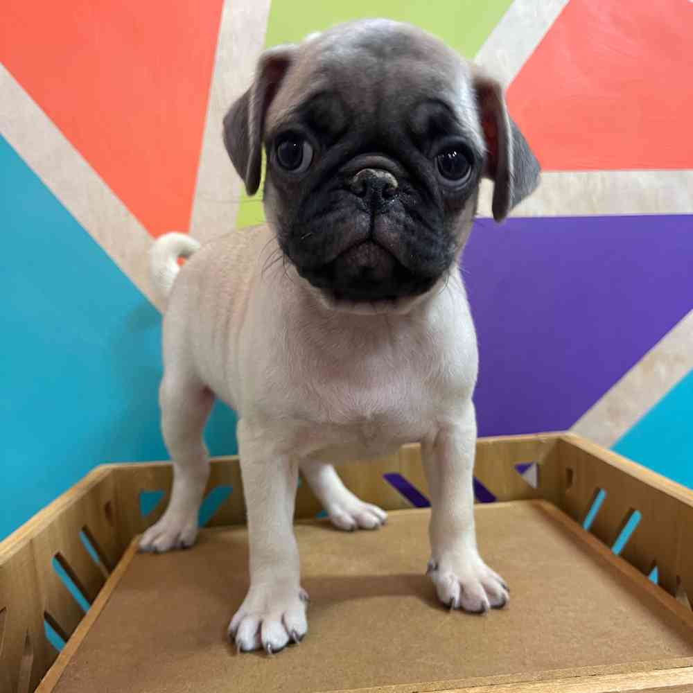 carousel pet images