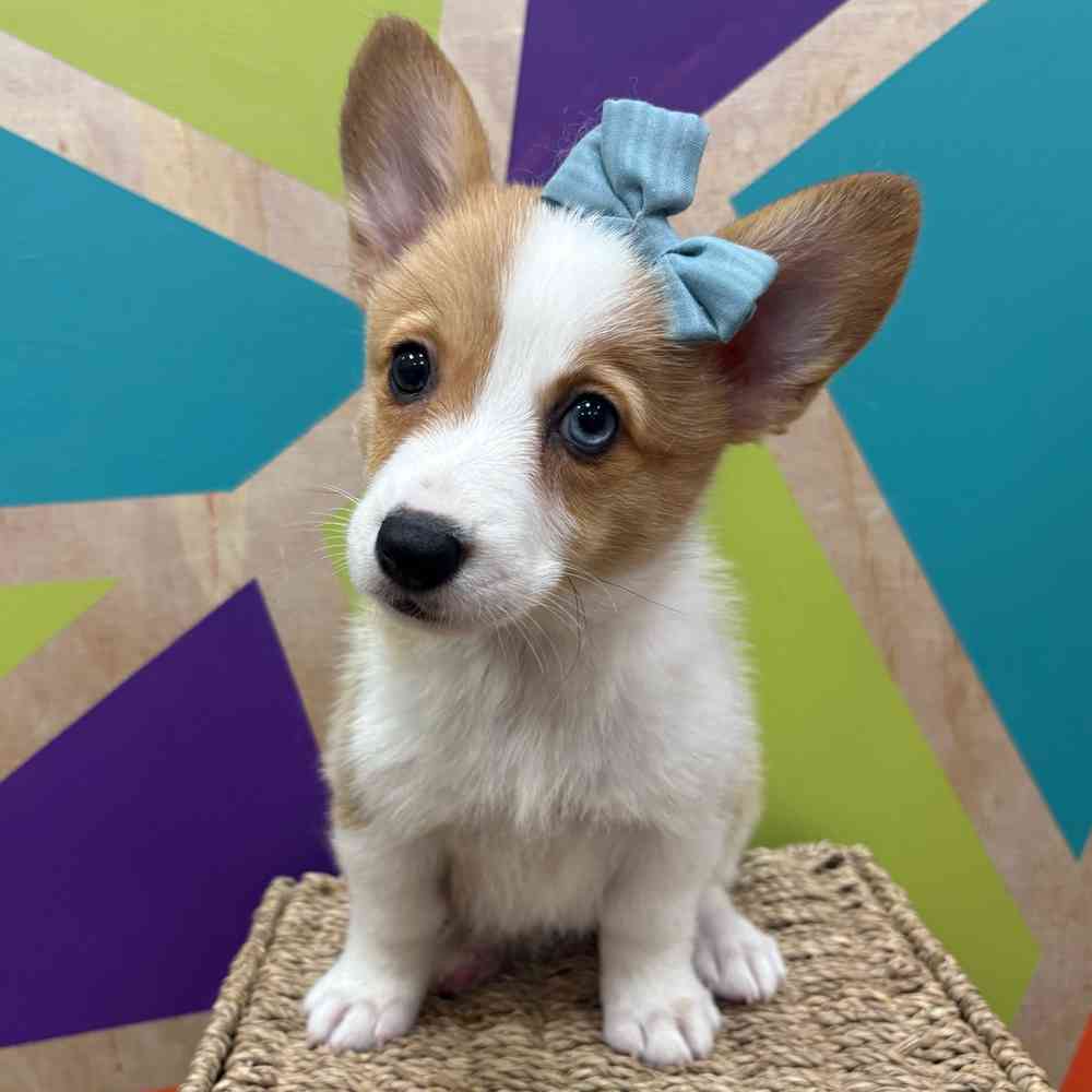 carousel pet images