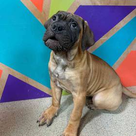 Bullmastiff