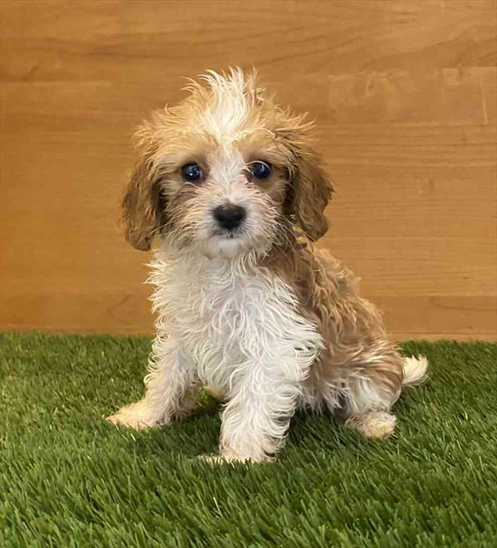 carousel pet images