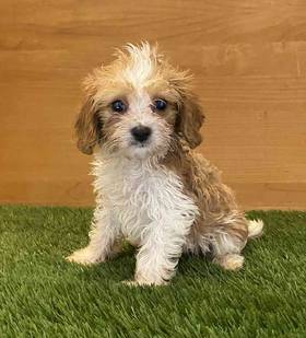 Cavapoo