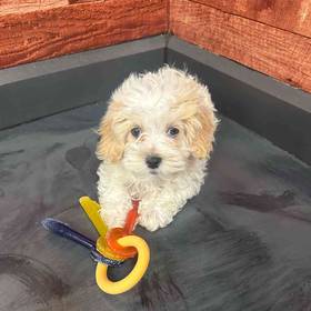 Maltipoo
