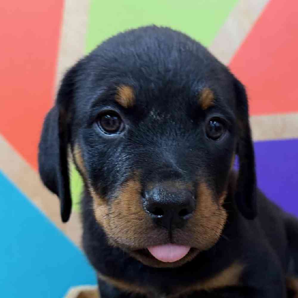 pet breed image