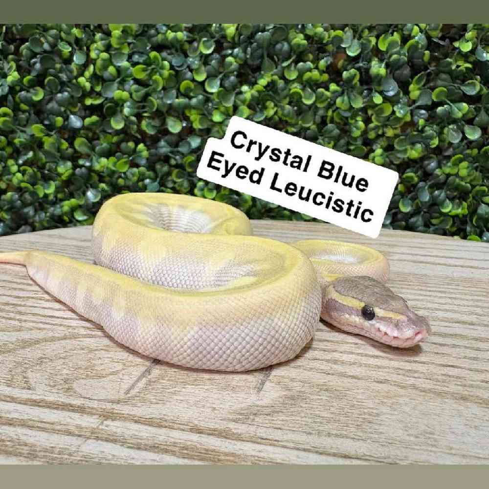 pet breed image