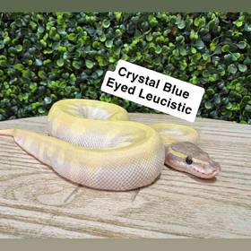Ball Python