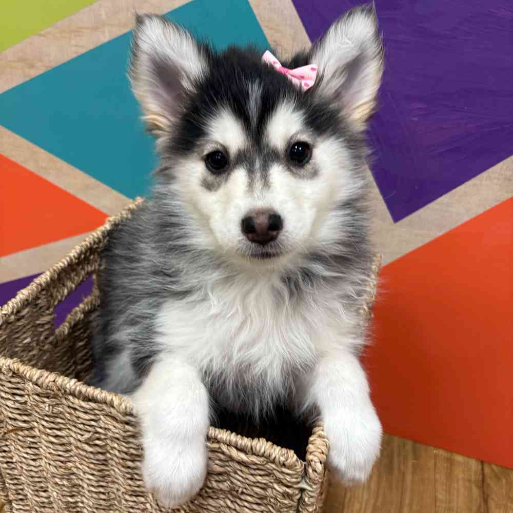 carousel pet images