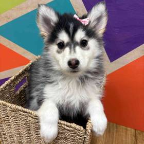 Pomsky
